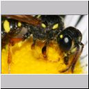 Cerceris quinquefasciata - Knotenwespe w01b 8-9mm Sandgrube Niedringhaussee-det.jpg